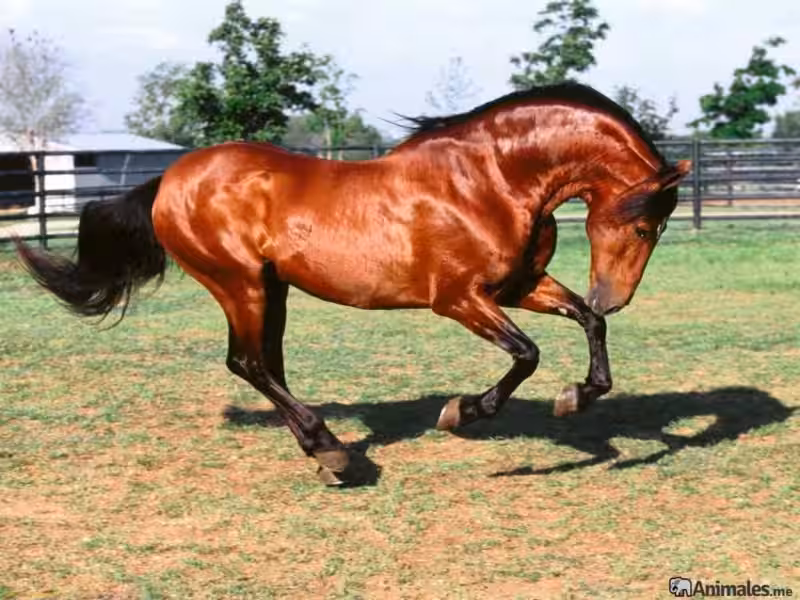 Caballos Alazanes y la Fuerza Espiritual: Un Vínculo Sagrado