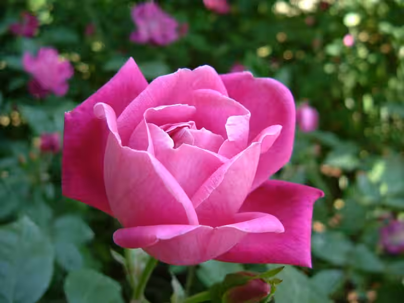 La Rosa y las Espinas: Un Símbolo Profundo en la Religión y la Vida